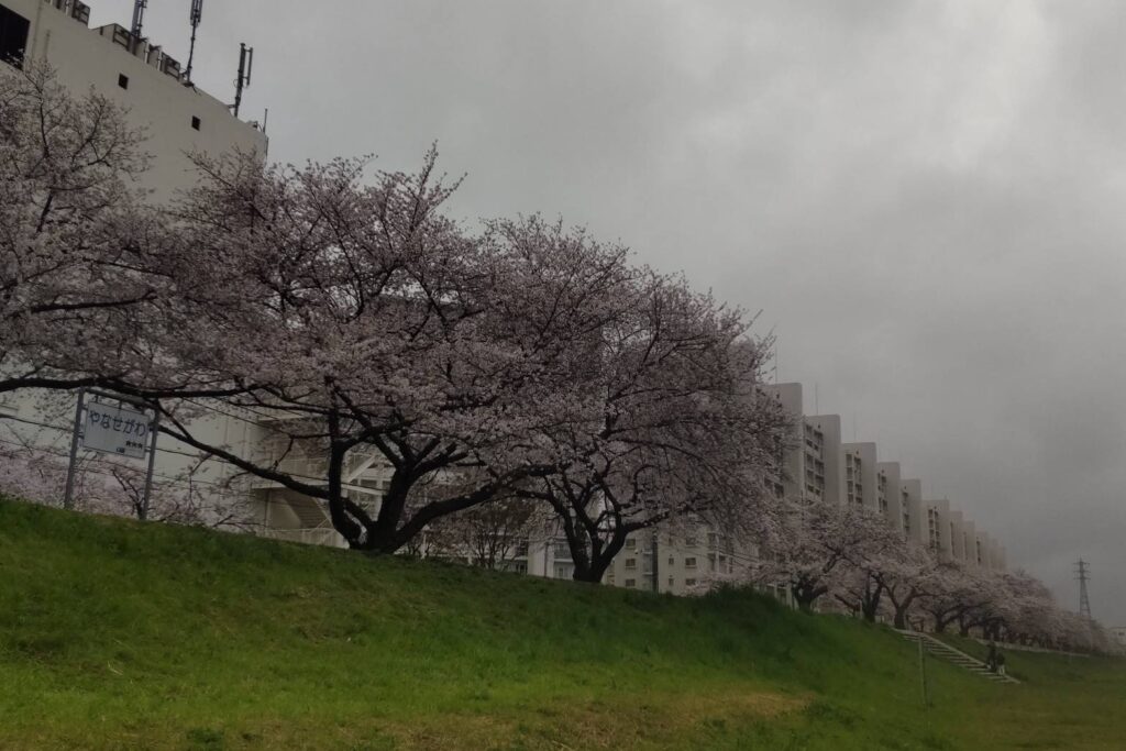 柳瀬川沿いの桜