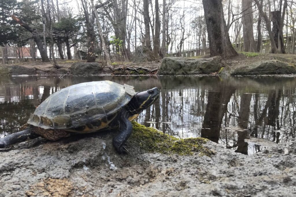 帯廣神社の緑の池