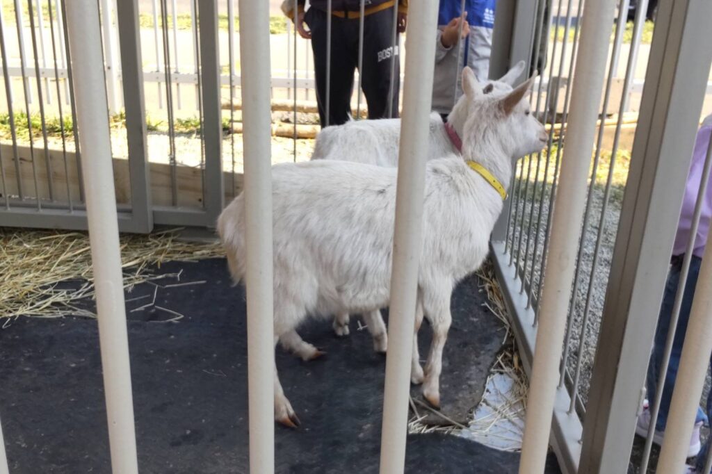 ばんえい十勝のふれあい動物園のヤギ