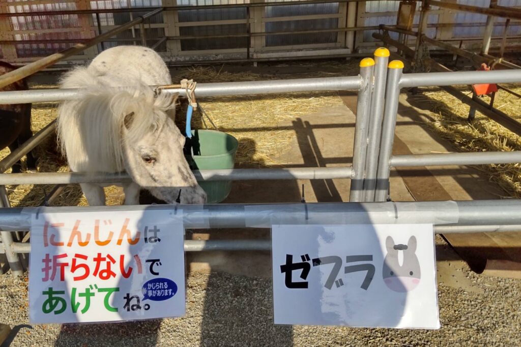 ばんえい十勝のふれあい動物園のゼブラ