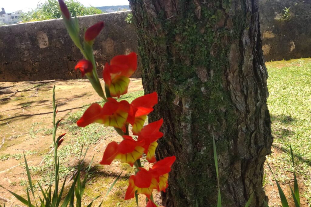 首里城公園の花