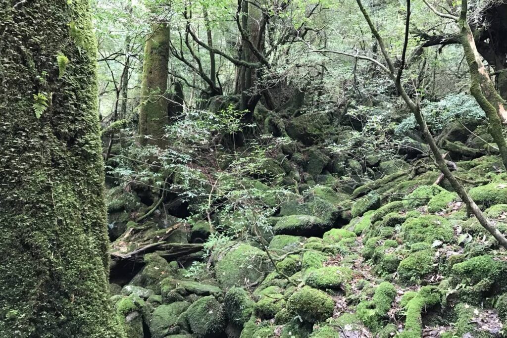 屋久島の苔むす森