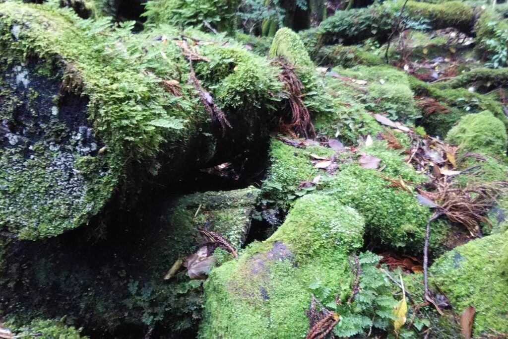 屋久島の苔むす森の苔