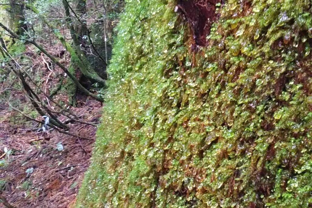 屋久島の苔むす森の苔