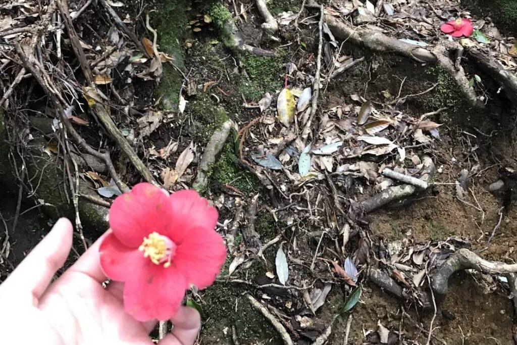 太鼓岩近くに落ちてたリンゴツバキの花