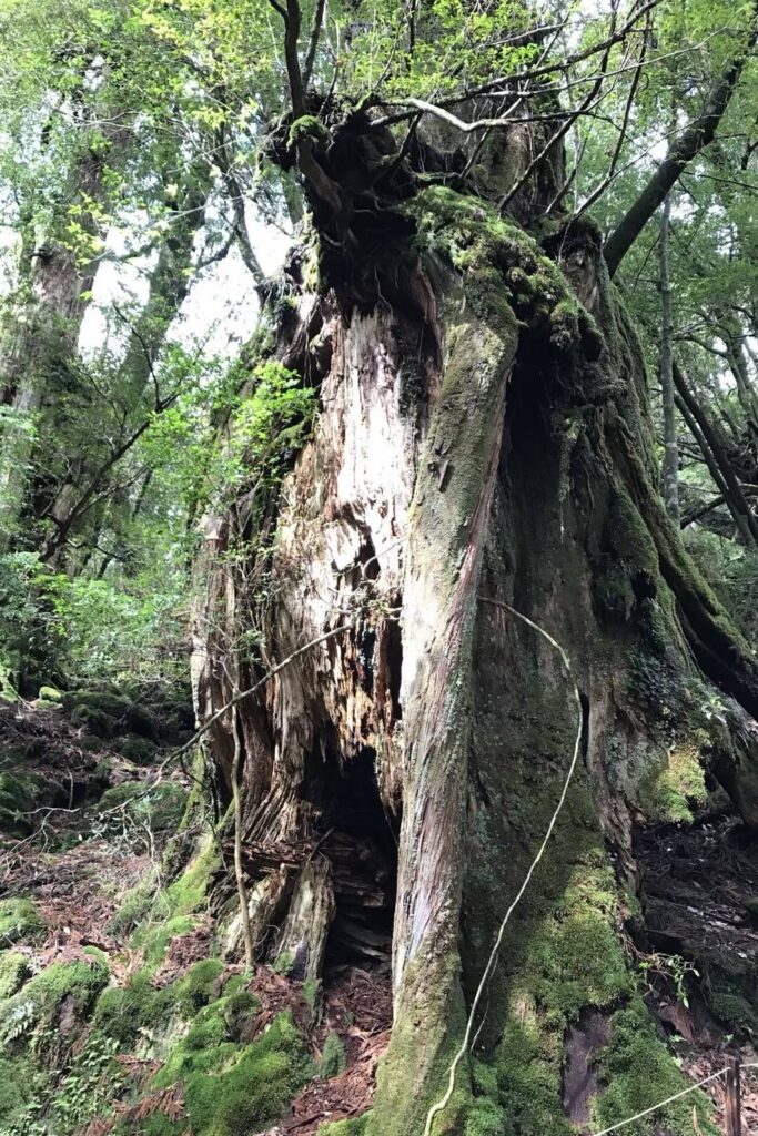 白谷雲水峡のかみなりおんじ