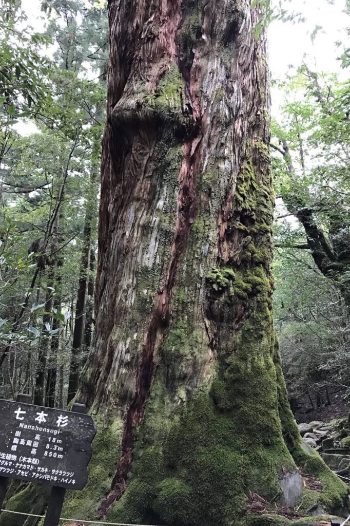 白谷雲水峡の七本杉