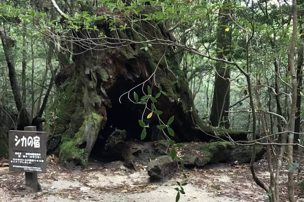 白谷雲水峡のシカの宿