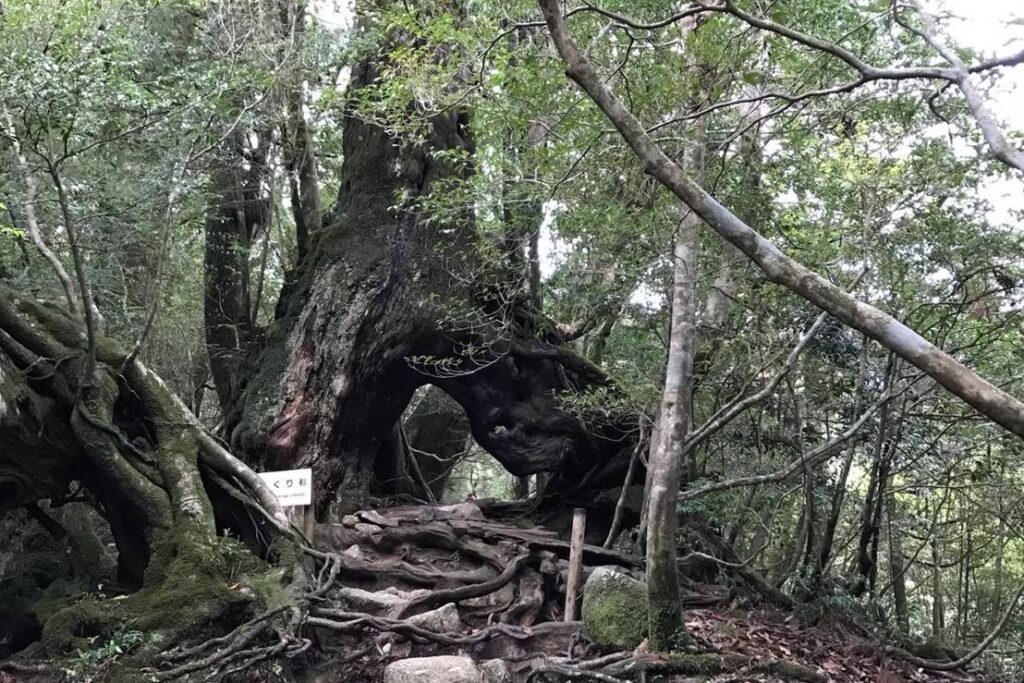 白谷雲水峡のくぐり杉