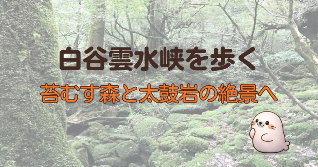 白谷雲水峡を歩く、苔むす森と太鼓岩の絶景へ